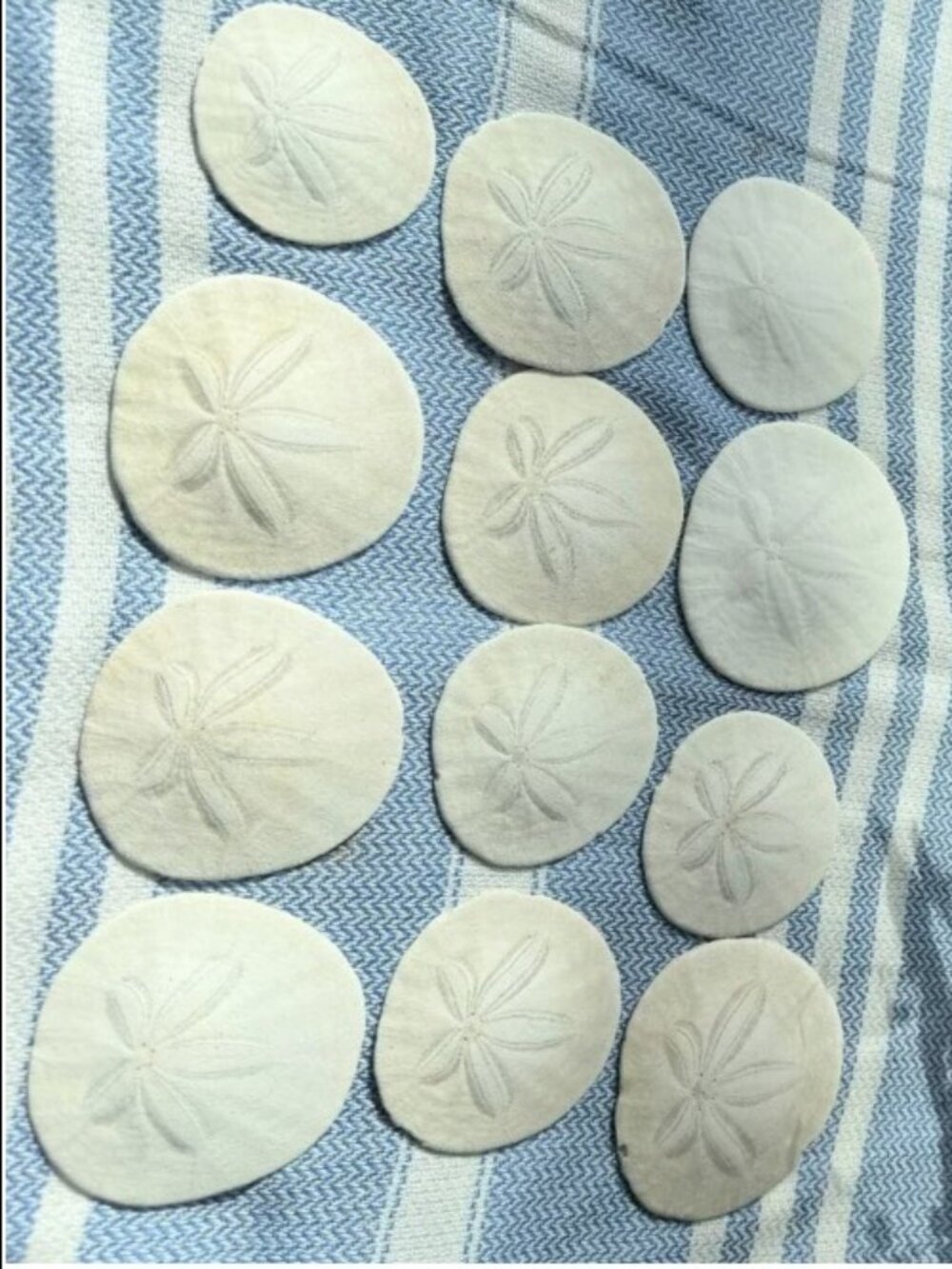 Natural Sand Dollars 2–3” LOT of 12| Coastal Beach OCEAN Decor Seashells